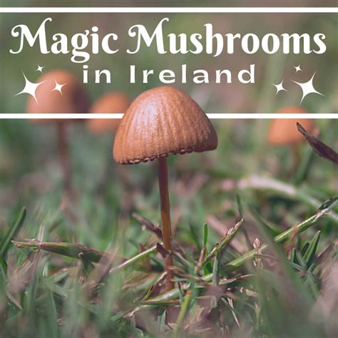 Buy magic muhsroom ireland